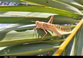تدوین برگزاری رزمایش مقابله با ملخ صحرایی در دشتستان