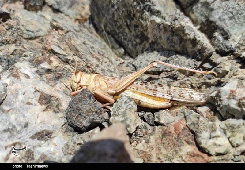 استان کرمان , کشاورزی , 