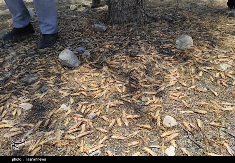 استان کرمان , کشاورزی , 