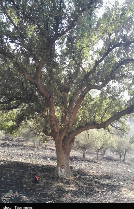 آتش سوزی جنگل ها و مراتع , استانداری کهگیلویه و بویراحمد , 