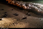 تولد امید در سواحل قشم؛ جوجه‌لاک‌پشت‌ها به دریا رسیدند