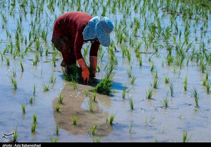 اخبار استان مازندران , اخبار بابل , 