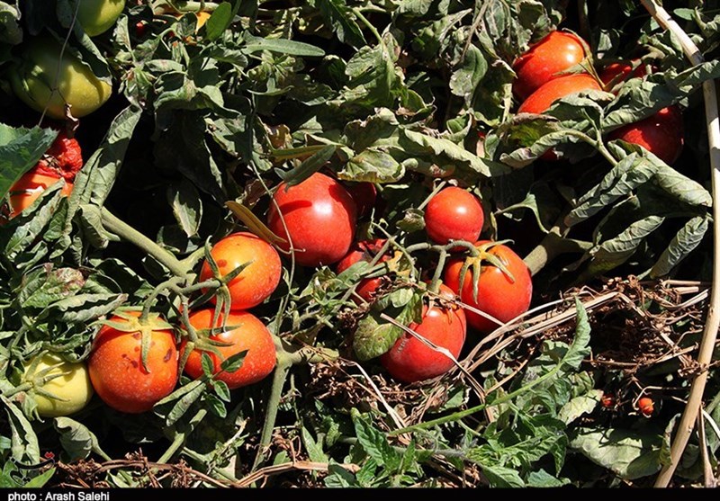 استانداری قزوین , کشاورزی , تولید ملی , اقتصاد مقاومتی , پرونده "کشاورزی، ناجی اقتصاد" , کمیسیون کشاورزی مجلس , اقتصاد قوی , 