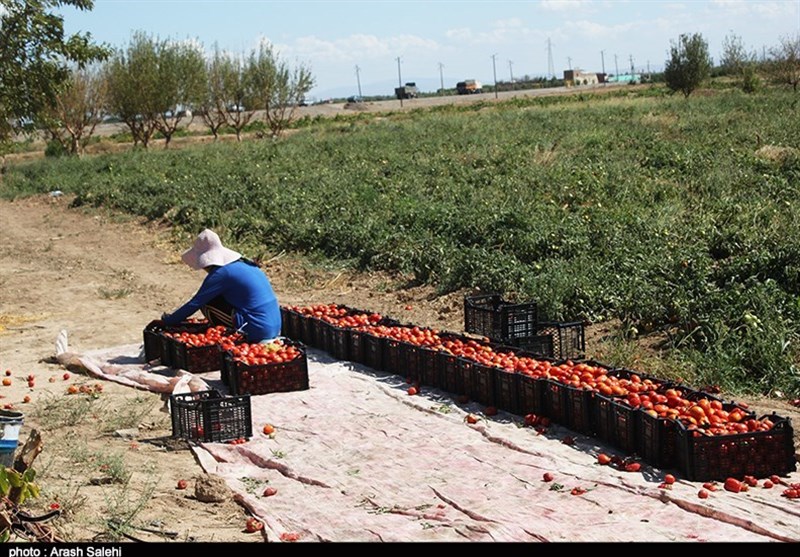 استانداری قزوین , کشاورزی , تولید ملی , اقتصاد مقاومتی , پرونده "کشاورزی، ناجی اقتصاد" , کمیسیون کشاورزی مجلس , اقتصاد قوی , 