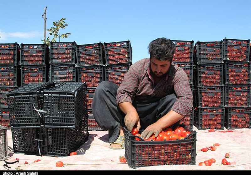 استانداری قزوین , کشاورزی , تولید ملی , اقتصاد مقاومتی , پرونده "کشاورزی، ناجی اقتصاد" , کمیسیون کشاورزی مجلس , اقتصاد قوی , 