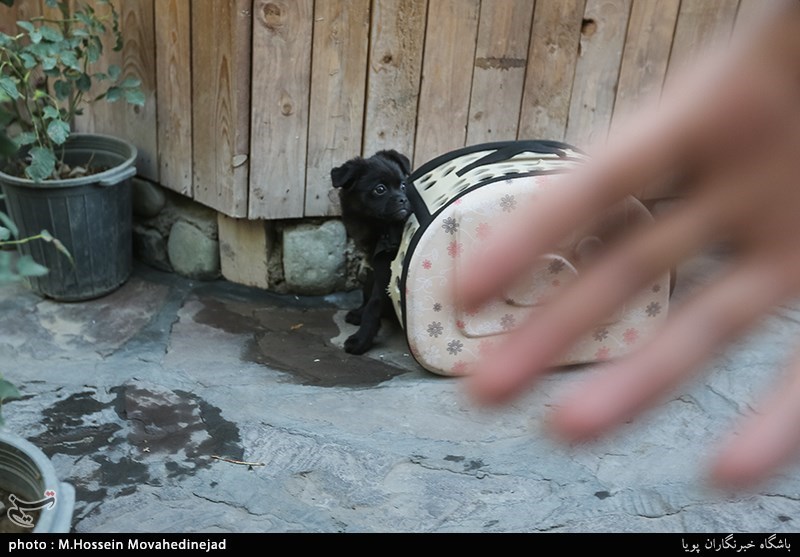 ویروس کرونا , بهداشت و درمان , پلیس امنیت | پلیس پاوا , پلیس | ناجا | نیروی انتظامی جمهوری اسلامی ایران , عملیات پلیس , 