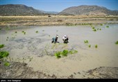 کاشت برنج در منطقه کامفیروز و درودزن فارس