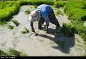کاشت برنج در منطقه کامفیروز و درودزن فارس