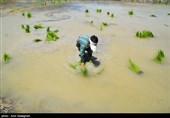 کاشت برنج در منطقه کامفیروز و درودزن فارس