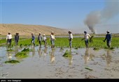 کاشت برنج در منطقه کامفیروز و درودزن فارس