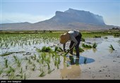 کاشت برنج در منطقه کامفیروز و درودزن فارس