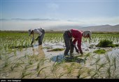 کاشت برنج در منطقه کامفیروز و درودزن فارس
