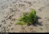 کاشت برنج در منطقه کامفیروز و درودزن فارس
