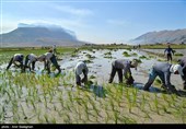 کاشت برنج در منطقه کامفیروز و درودزن فارس