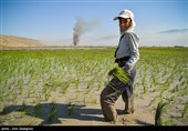 کاشت برنج در منطقه کامفیروز و درودزن فارس