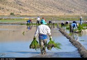 کاشت برنج در منطقه کامفیروز و درودزن فارس
