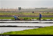 کاشت برنج در منطقه کامفیروز و درودزن فارس