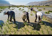 کاشت برنج در منطقه کامفیروز و درودزن فارس