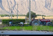 کاشت برنج در منطقه کامفیروز و درودزن فارس