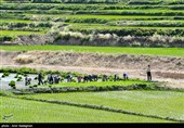 کاشت برنج در منطقه کامفیروز و درودزن فارس