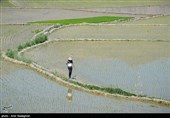 کاشت برنج در منطقه کامفیروز و درودزن فارس