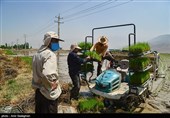کاشت برنج در منطقه کامفیروز و درودزن فارس