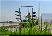 کاشت برنج در منطقه کامفیروز و درودزن فارس