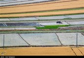 کاشت برنج در منطقه کامفیروز و درودزن فارس