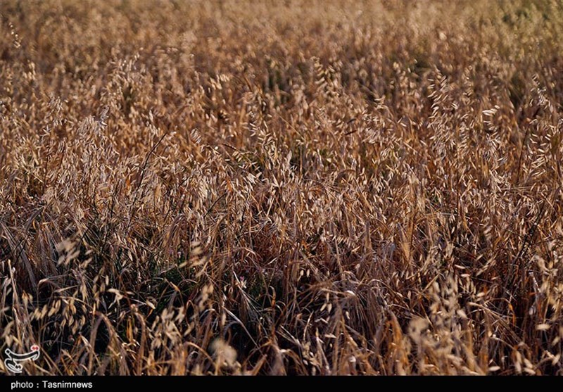 کشاورزی , استانداری خراسان شمالی , قیمت نان , عکس , 