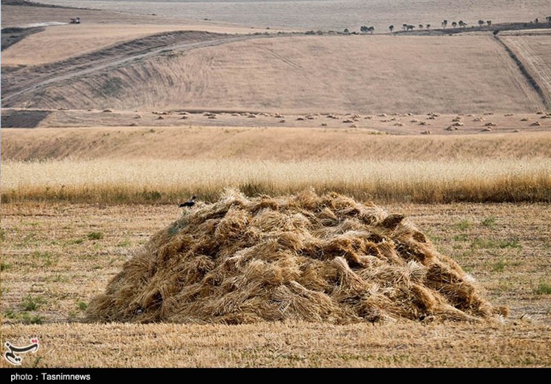 کشاورزی , استانداری خراسان شمالی , قیمت نان , عکس , 