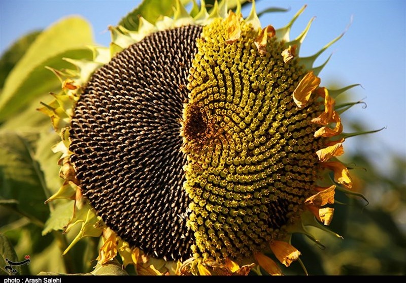 کشاورزی , استانداری قزوین , 