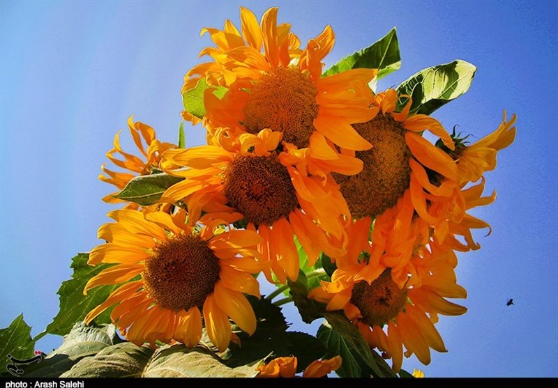 کشاورزی , استانداری قزوین , 