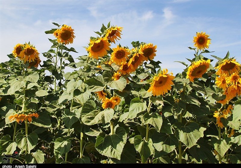 کشاورزی , استانداری قزوین , 