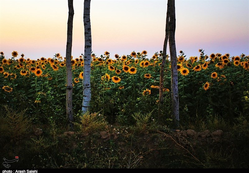 کشاورزی , استانداری قزوین , 