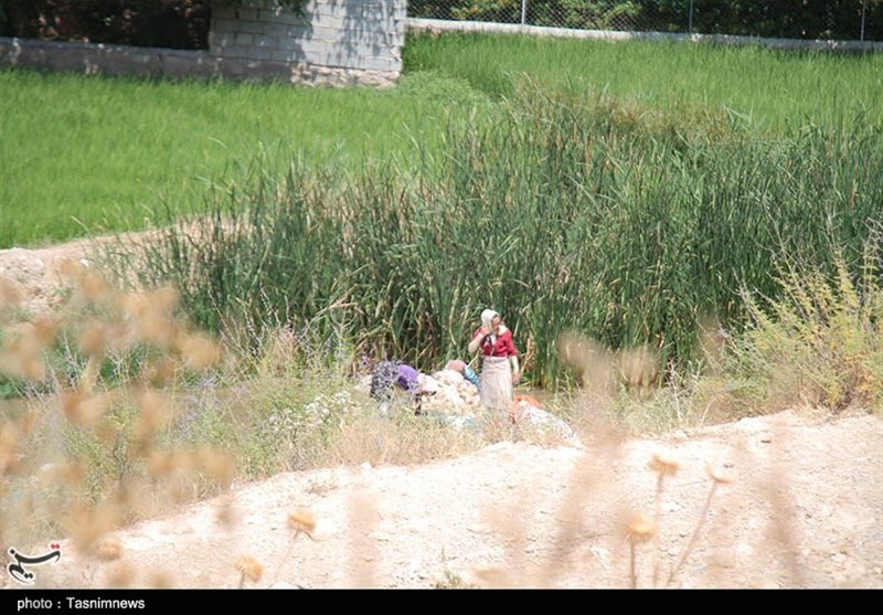 ویروس کرونا , وزارت بهداشت ,