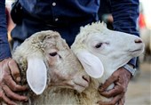 ذبح غیرمجاز دام در ملأعام/ وقتی گوشت ارزان جان مردم را تهدید می‌کند/ اینجا سلامت ارزشی ندارد!