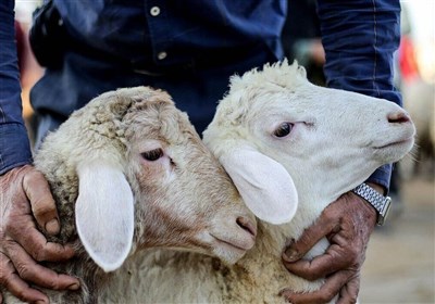 ذبح غیرمجاز دام در ملأعام/ وقتی گوشت ارزان جان مردم را تهدید می‌کند/ اینجا سلامت ارزشی ندارد!