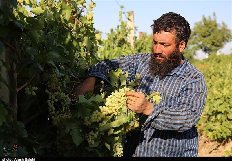 کشاورزی , تولید ملی , استانداری قزوین , 