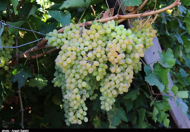 کشاورزی , تولید ملی , استانداری قزوین , 