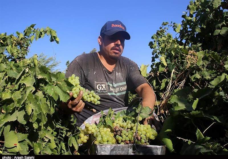 کشاورزی , تولید ملی , استانداری قزوین , 