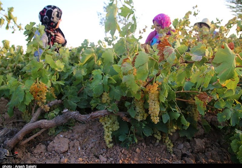 کشاورزی , تولید ملی , استانداری قزوین , 
