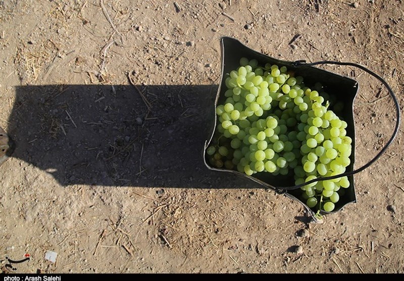 کشاورزی , تولید ملی , استانداری قزوین , 