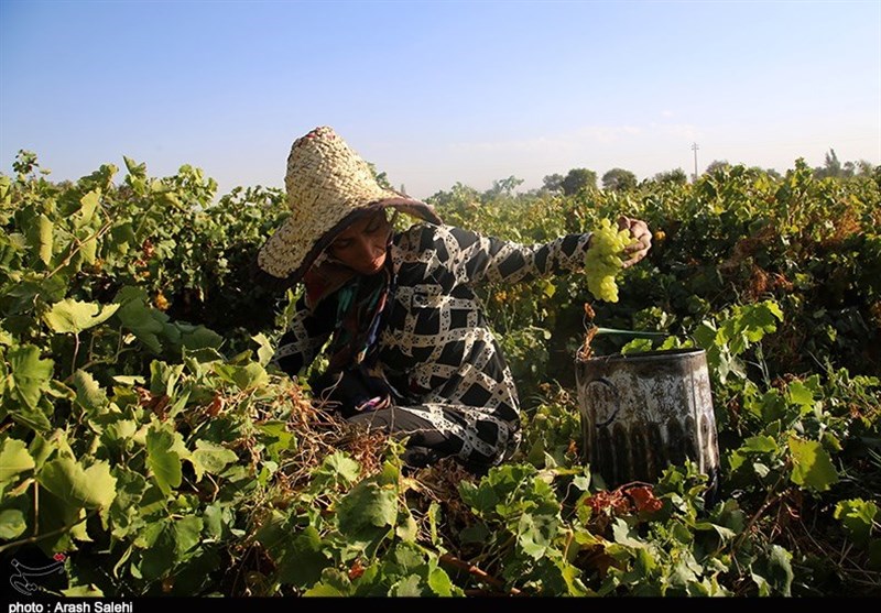 کشاورزی , تولید ملی , استانداری قزوین , 