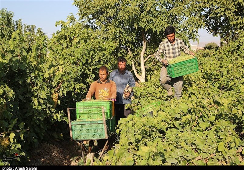 کشاورزی , تولید ملی , استانداری قزوین , 