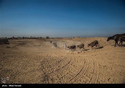 یک روز با اهالی روستای ابوالبوه - خوزستان 