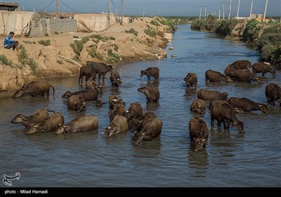 یک روز با اهالی روستای ابوالبوه - خوزستان 