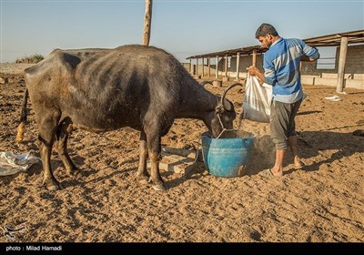 یک روز با اهالی روستای ابوالبوه - خوزستان 