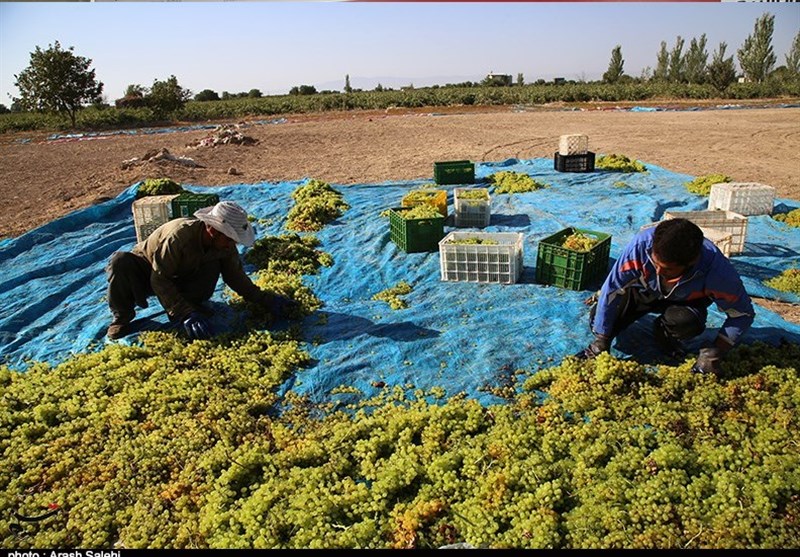 کشاورزی , استانداری قزوین , 