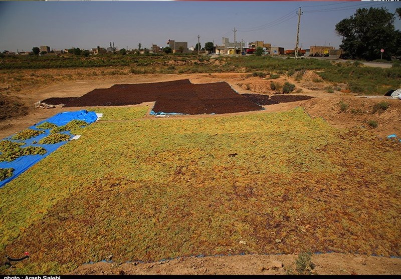 کشاورزی , استانداری قزوین , 