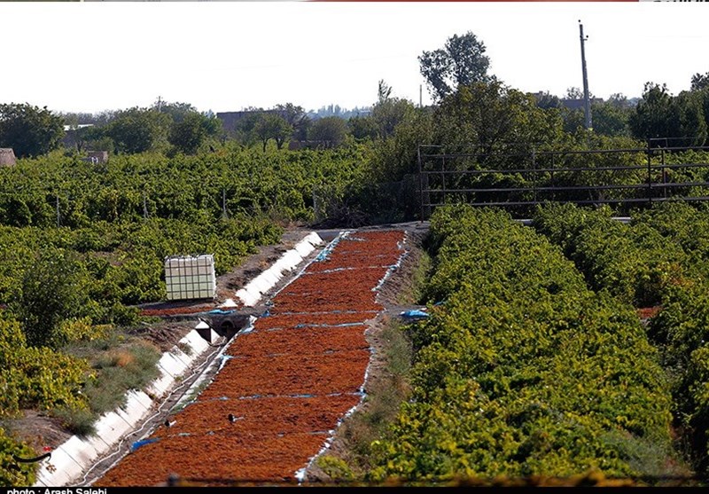 کشاورزی , استانداری قزوین , 